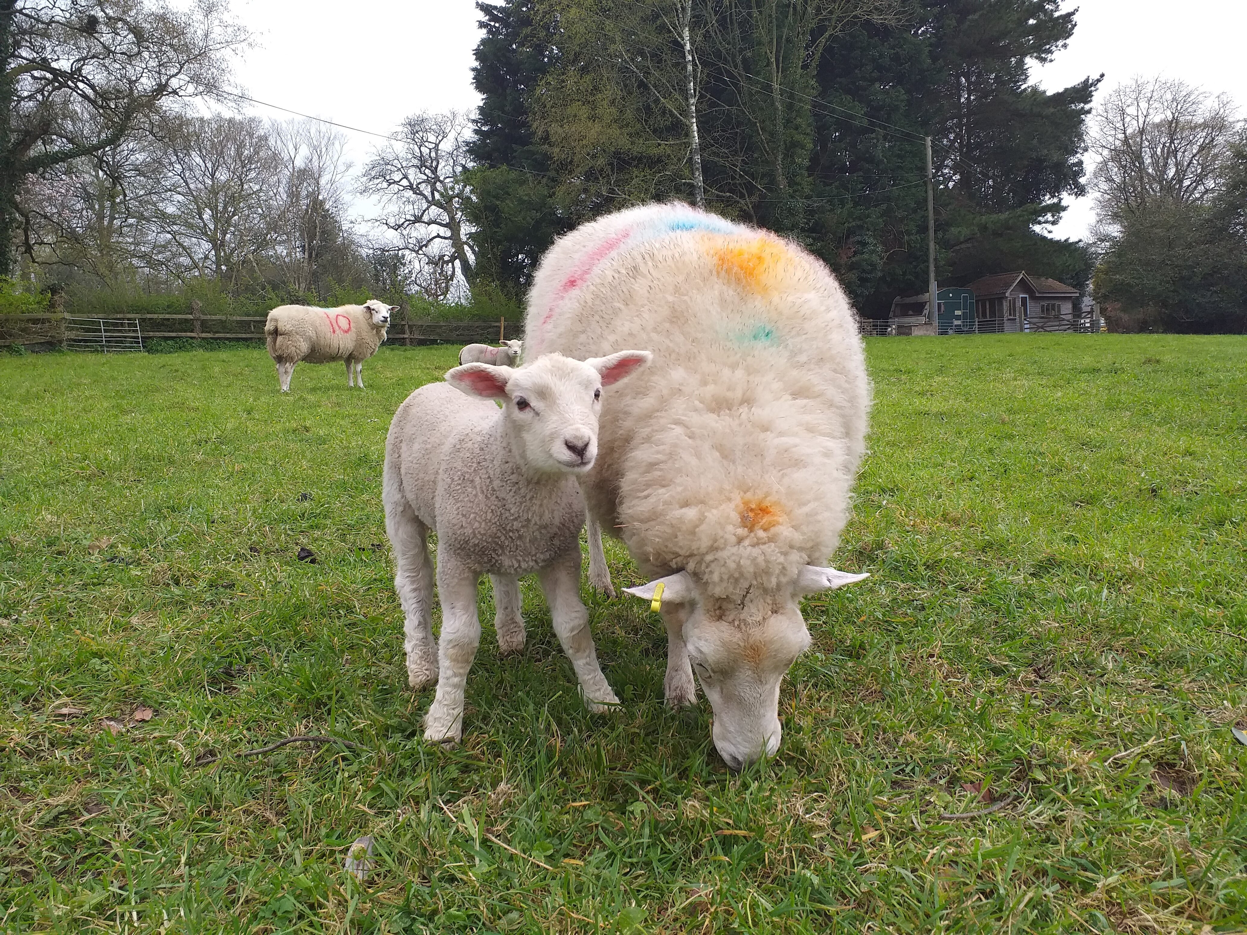 Sheep