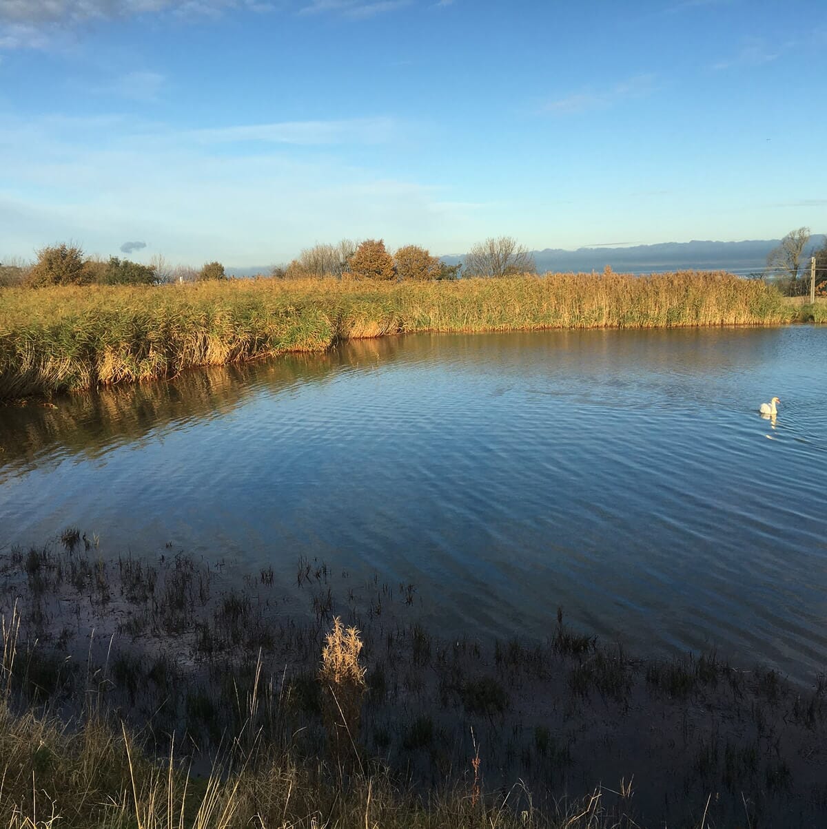 image-service-group-reedbeds