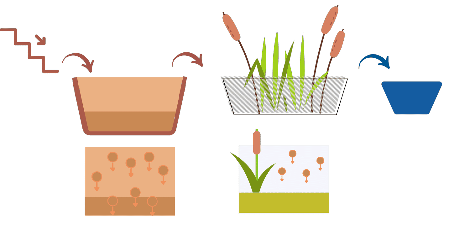 Reedbedillustration2